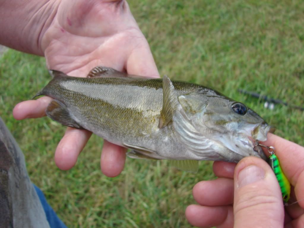 Lake Lake Junaluska Dam What fish is this?